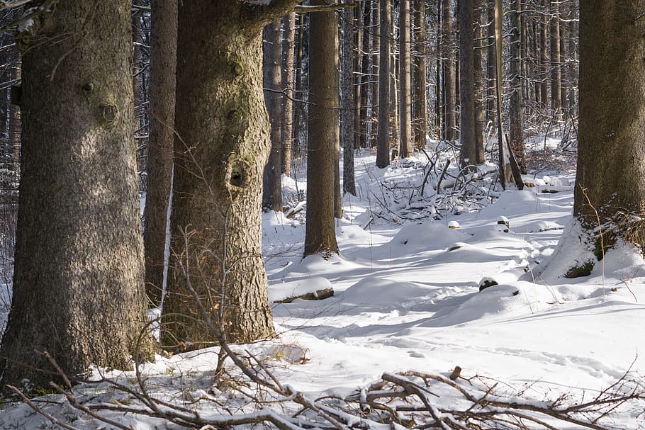snow, nature, trunks, forest, branches, environment, zing, frosty HD wallpaper