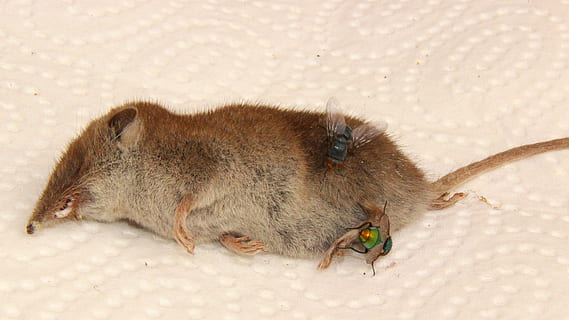carcass, mouse, shrew, fly, dead, animal, housefly, animal wildlife HD wallpaper