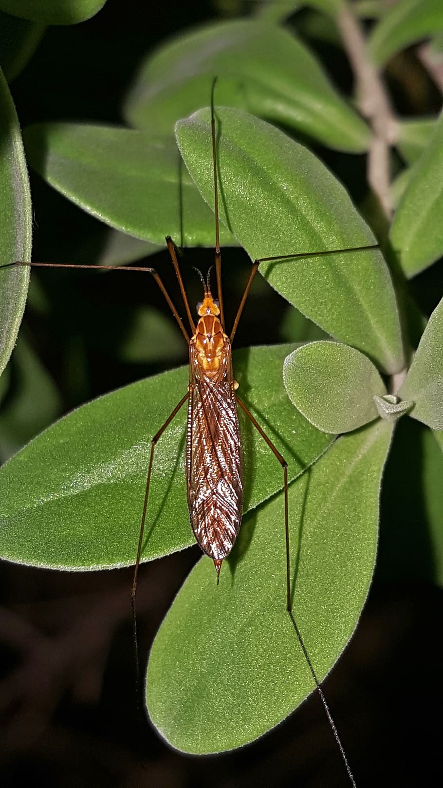 hd-wallpaper-crane-fly-mosquito-eater-insect-macro-night-close-up