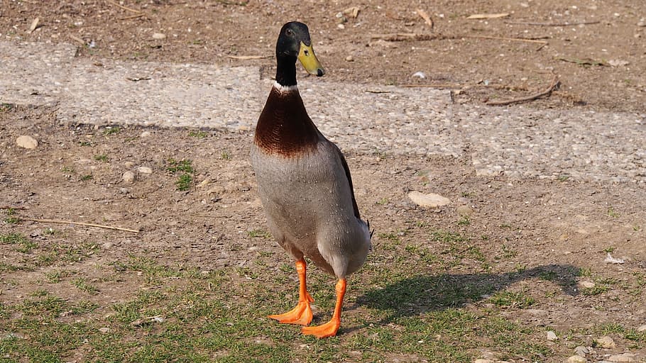 Duck, Drake, Upright, running duck, mallard, water bird, specify, HD wallpaper