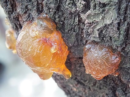 sap on tree, resin, bark, trunk, outdoors, amber, nature, forest HD wallpaper