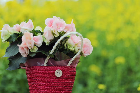 tilt shift lens of pink flower on red wicker basket, nature, plant HD wallpaper
