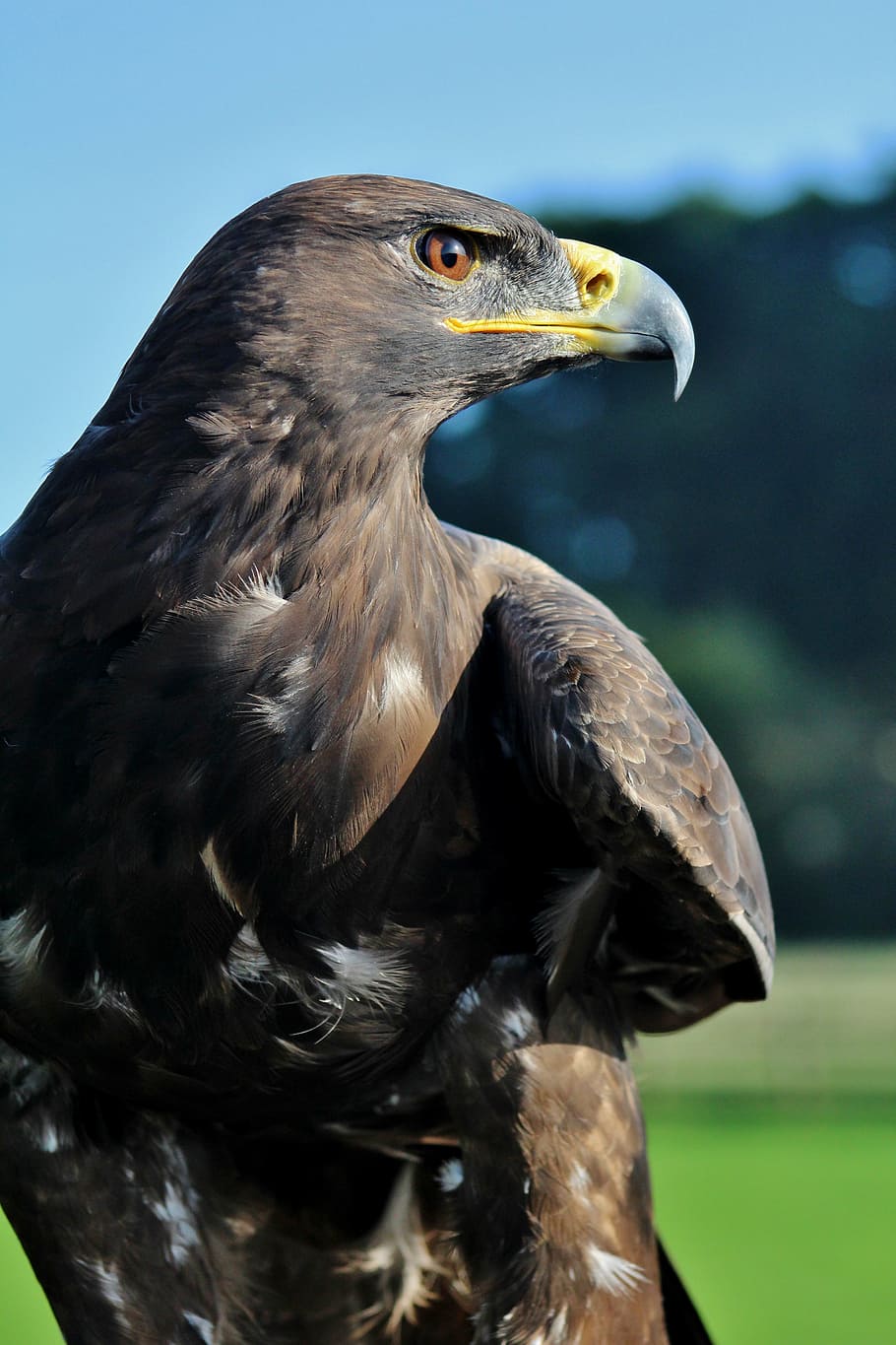 eagle, prey, bird, one animal, animal wildlife, animal themes HD wallpaper