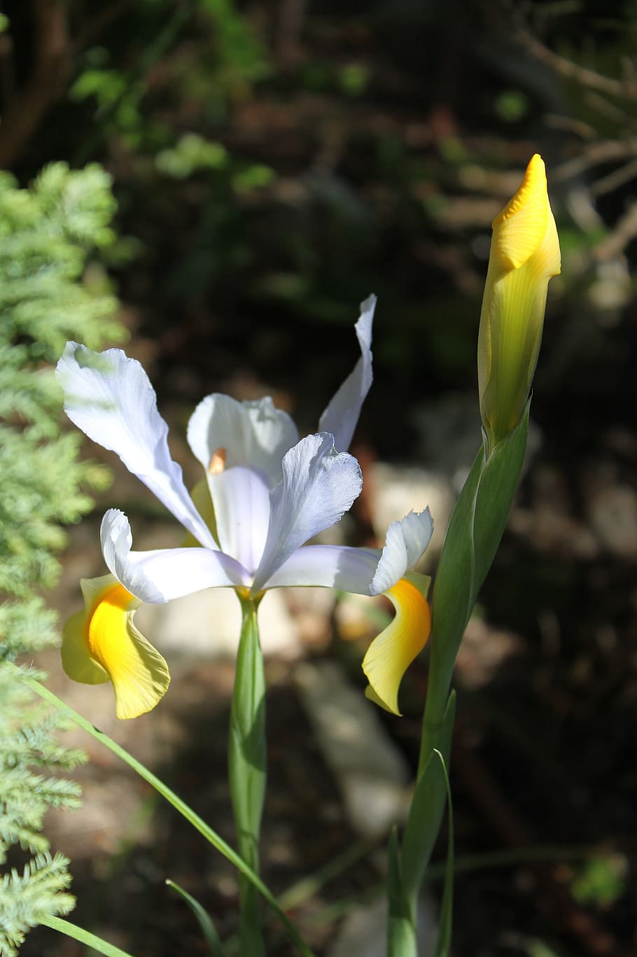 Flower, Iris, Macro, Garden, yellow, nature, flower head, outdoors HD wallpaper