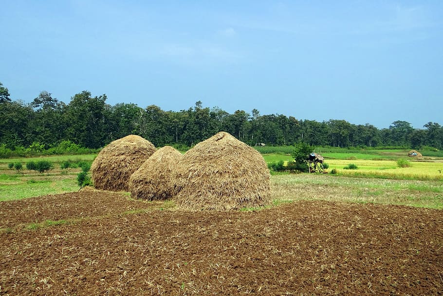 Paddy, Harvest, Hay, Stack, Workers, paddy harvest, hay stack HD wallpaper