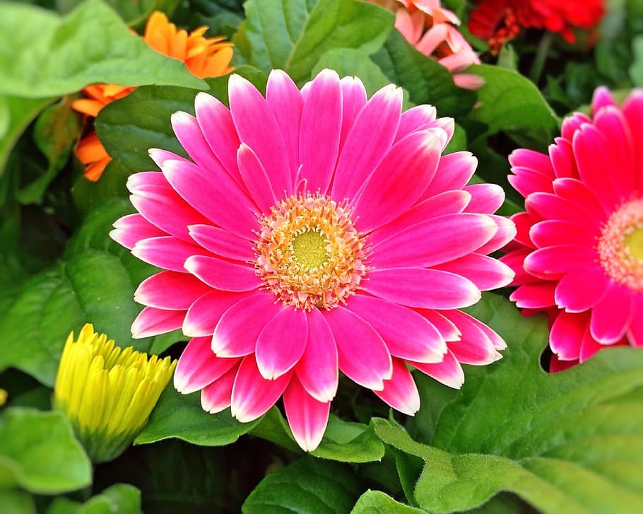 Garden, Daisy, Spring, Flower, Bloom, nature, plant, petal HD wallpaper