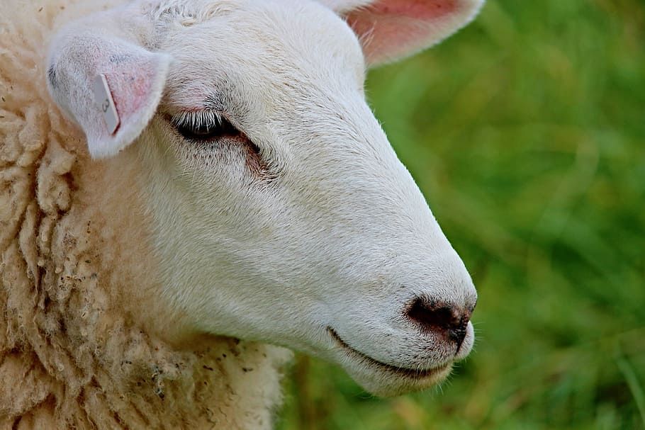 HD wallpaper: photo of white sheep, portrait, sheepshead, face, wool ...