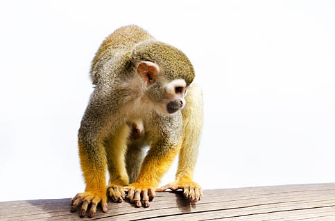 brown monkey on brown wood, amazon, squirrel, rainforest, tree HD wallpaper