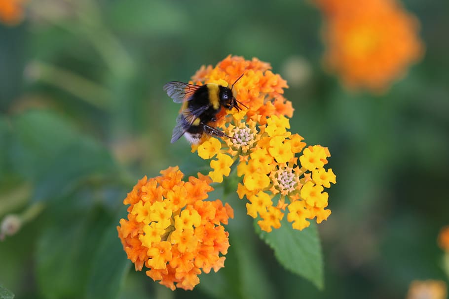 Bee, Flower, Spring, Green, Macro, nature, plant, garden, insect HD wallpaper