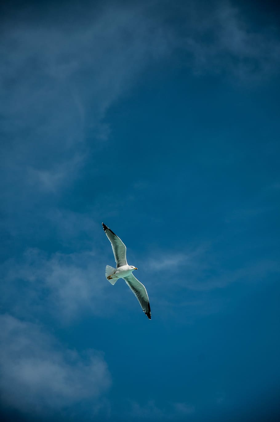 clouds, blue, gabiota, bird, seagull, sky, flying, animal themes HD wallpaper