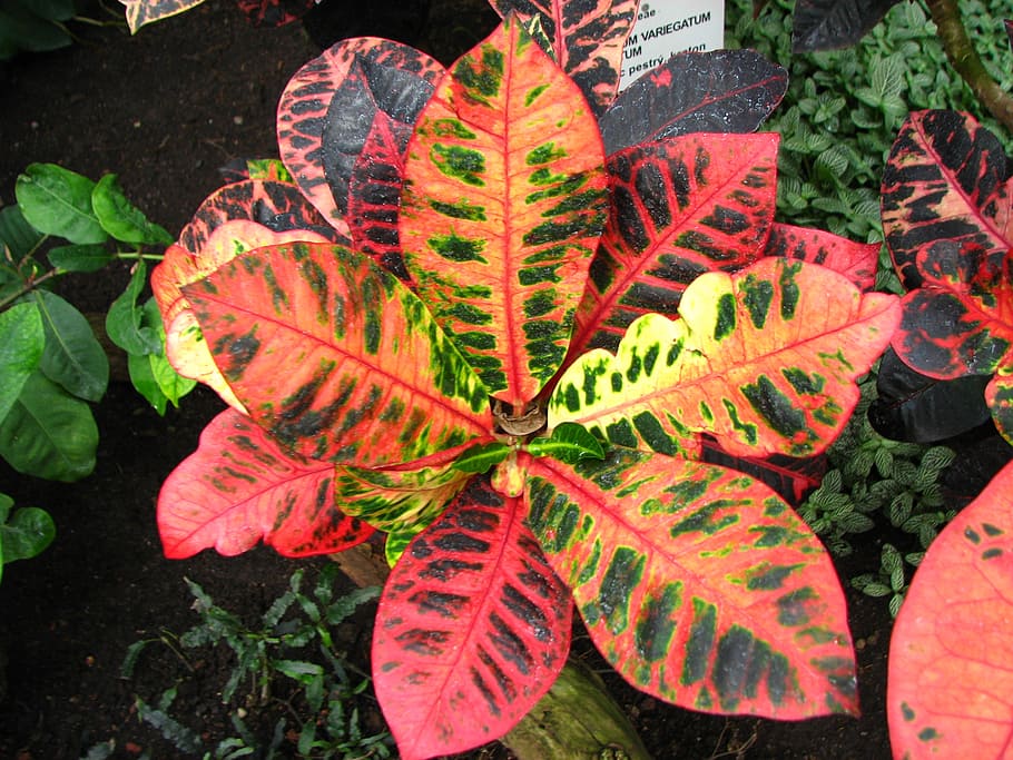 plant, colorful, fall, leaf, autumn, nature, season, red, plant part HD wallpaper