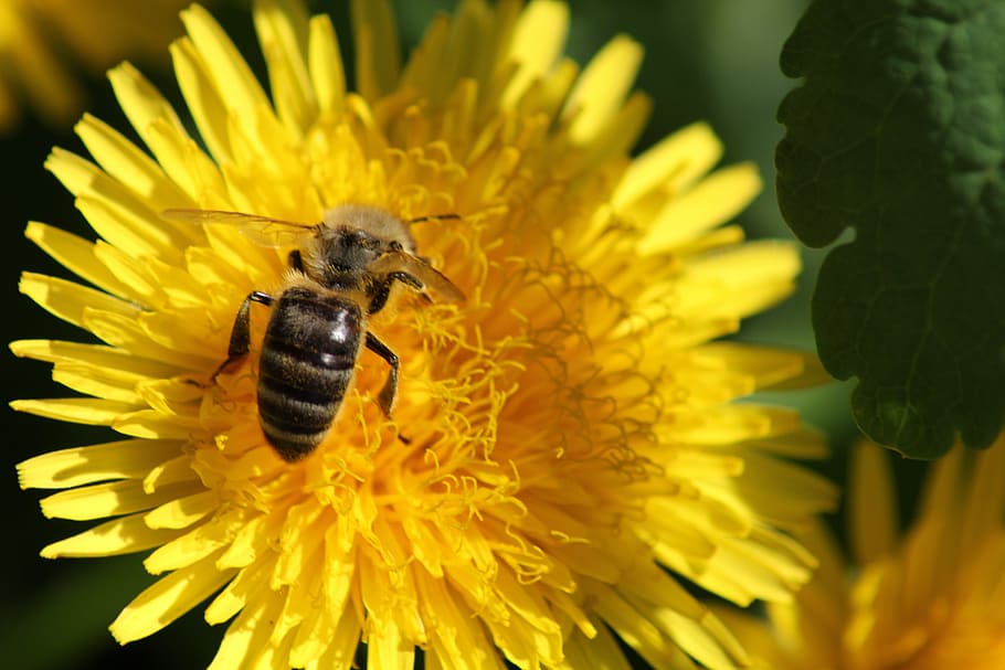dandelion, flower, spring, summer, yellow, bee, insect, nature HD wallpaper