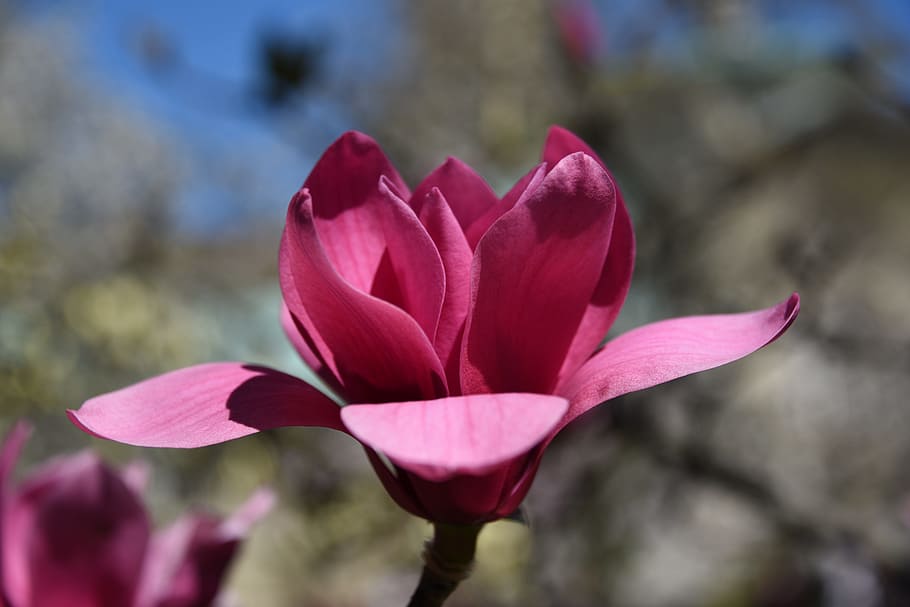 Magnolia, Tree, Flower, Bloom, Plant, magnoliaceae, pink, spring HD wallpaper