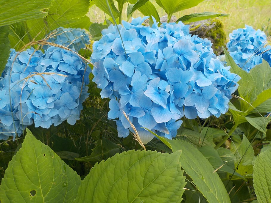 Hydrangea, Flower, Nature, blue, growth, plant, leaf, green color HD wallpaper