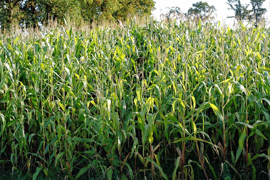 cornfield, cultivation, agriculture, harvest, corn plants, green HD wallpaper