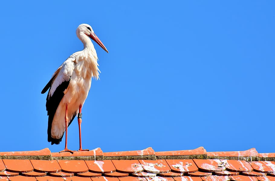 White Stork perching on roof top, bird, fly, plumage, nature HD wallpaper