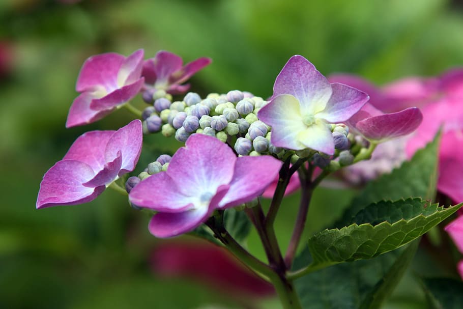 Nature, Impression, Hydrangea, flower, plant, close-up, green Color HD wallpaper