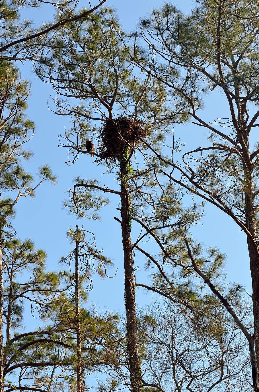 nest, bird, tree, raptor, nature, eagle, bald eagle, animal HD wallpaper