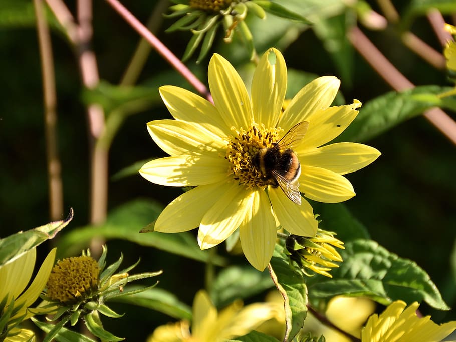 bee, blossom, bloom, close, nature, yellow, yellow flower, flowering plant HD wallpaper