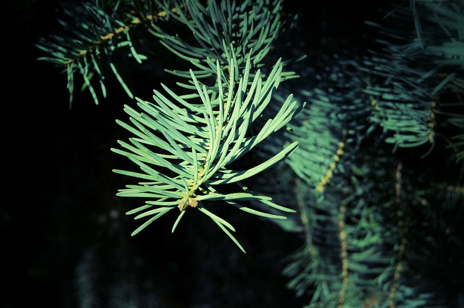 leaf, needles, forest, nature, foliage, tree, plant, growth HD wallpaper