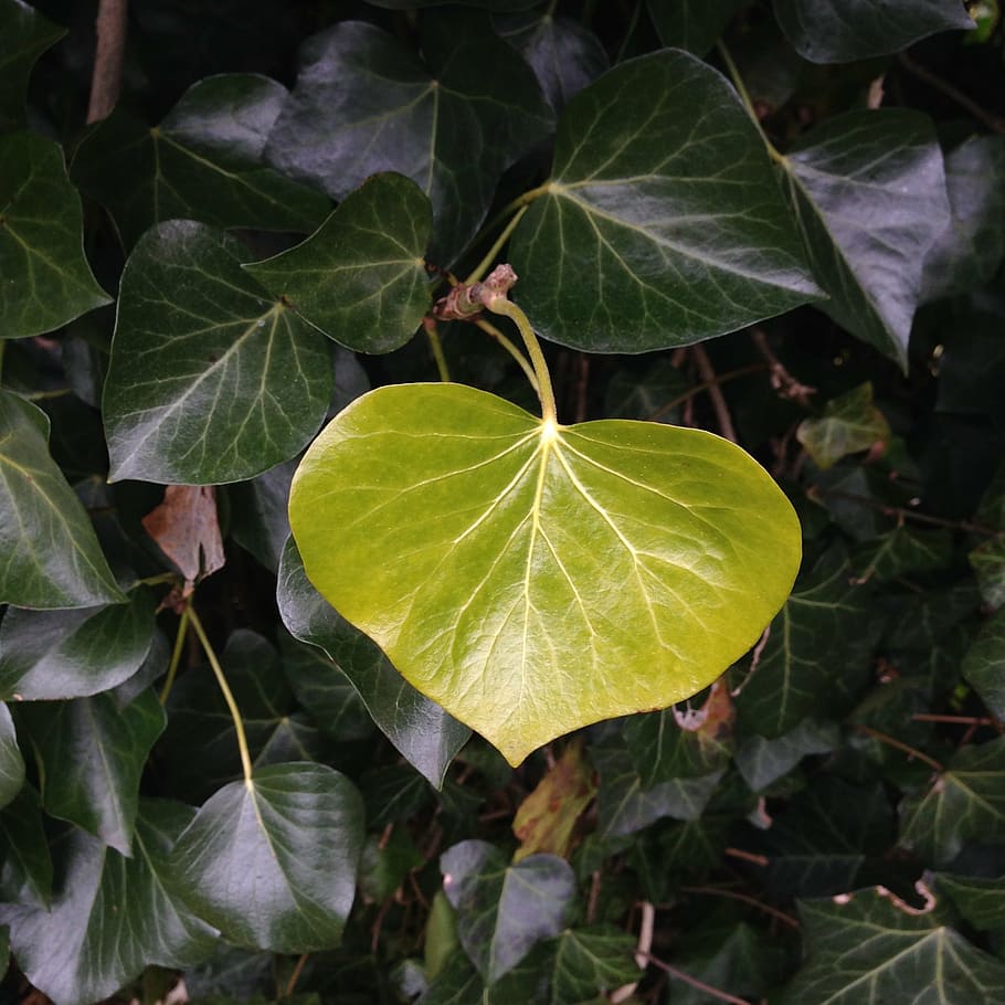 ivy, sheet, green, structure, nature, leaves, leaf, plant, plant part HD wallpaper