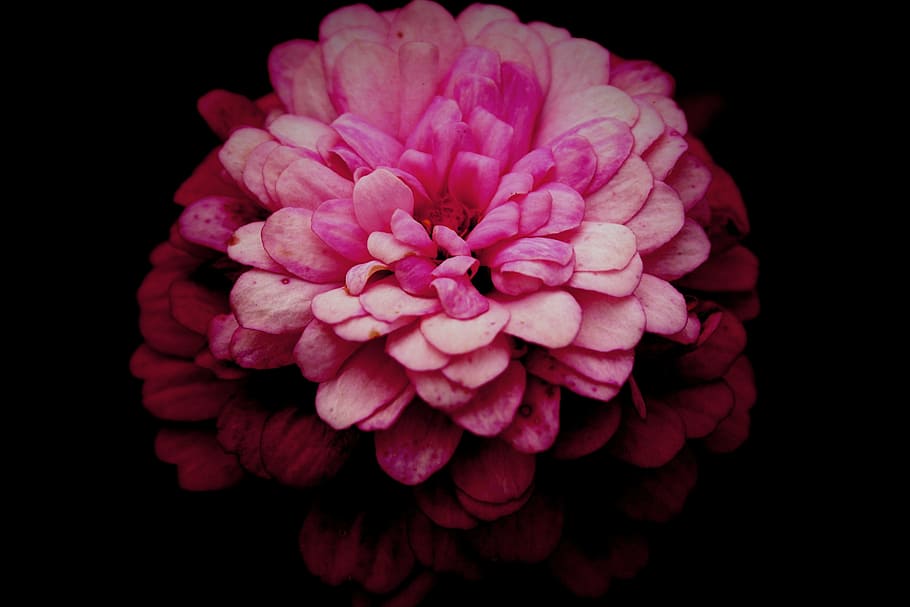 flower, pink, macro, garden, nature, petal, plant, pink Color HD wallpaper