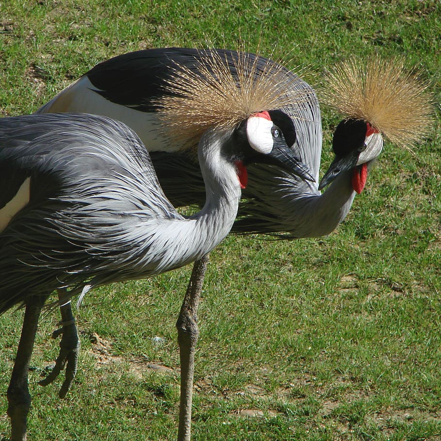 birds, cranes, grey, crowned, wildlife, zoo, nature, feather HD wallpaper
