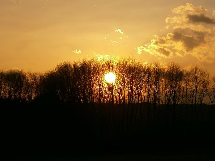 background, evening, sunset, forest, sky, plant, beauty in nature HD wallpaper