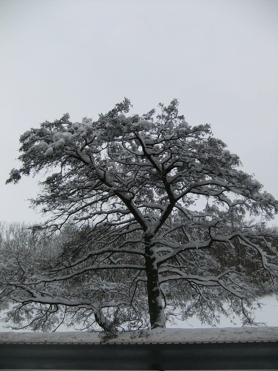 snow, winter, white, tree, frost, plant, cold temperature, sky HD wallpaper
