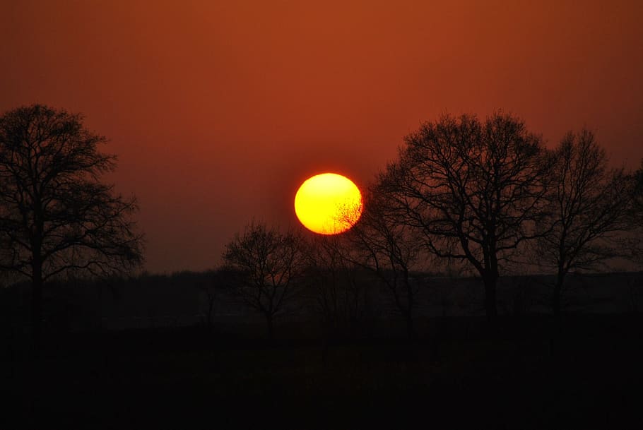 sunset, dawn, tree, dusk, silhouette, evening, d3000, afterglow HD wallpaper