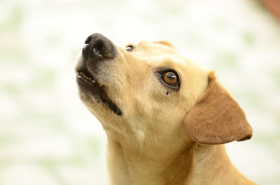 selective focus photography of yellow Labrador retriever puppy HD wallpaper