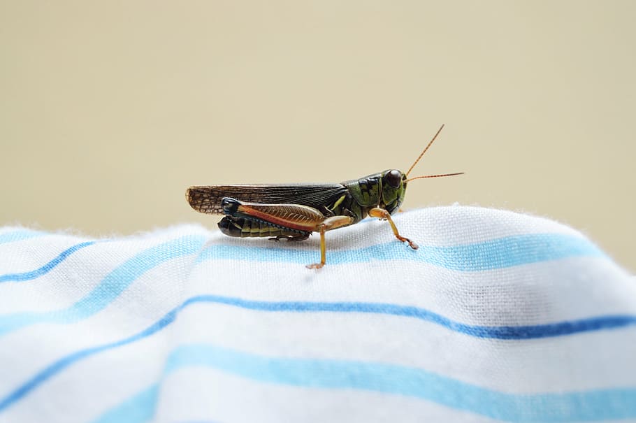 black and brown cricket on white and blue striped linen, lubber HD wallpaper