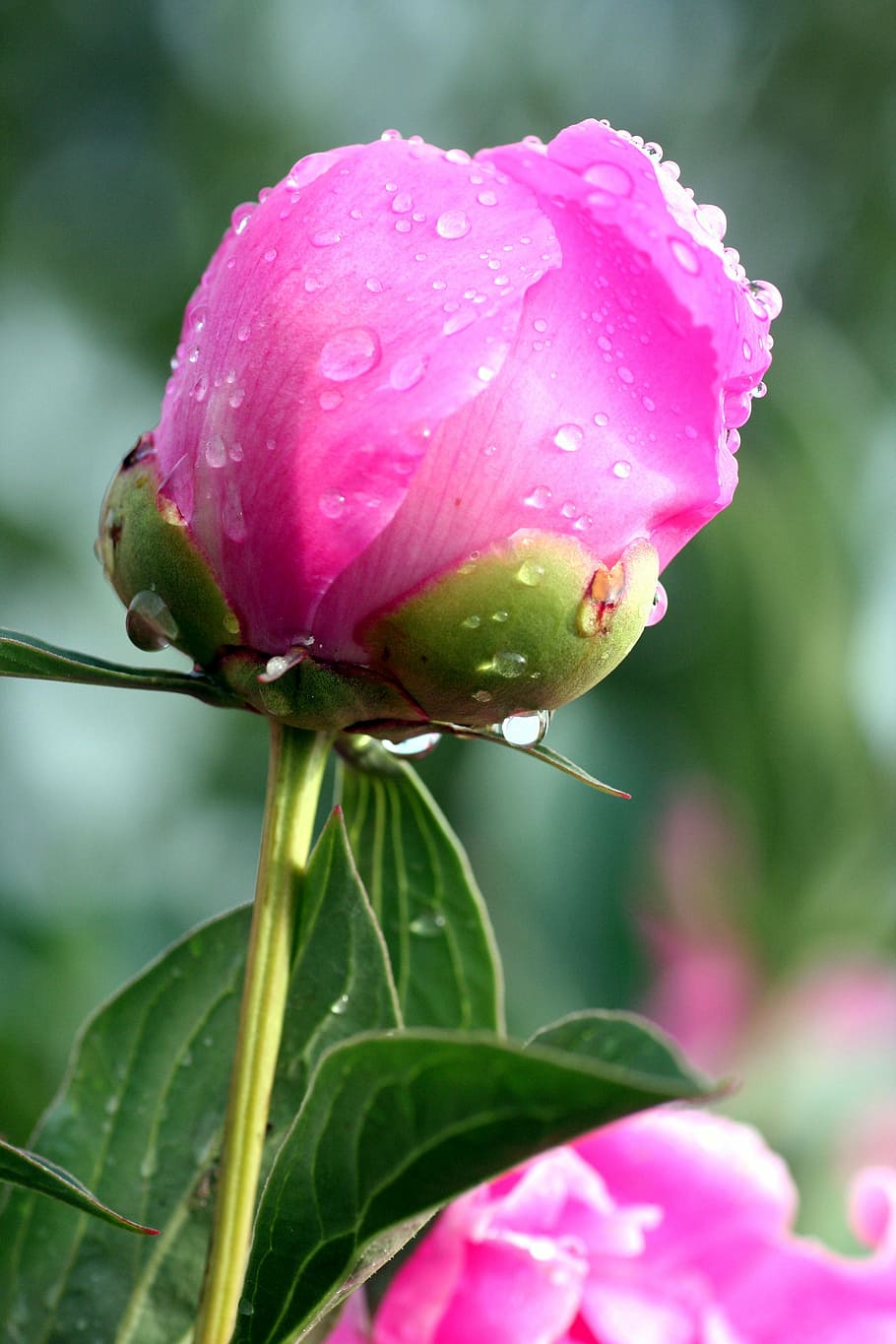 peony, flower, pink, spring, garden, flowering, petals, button HD wallpaper