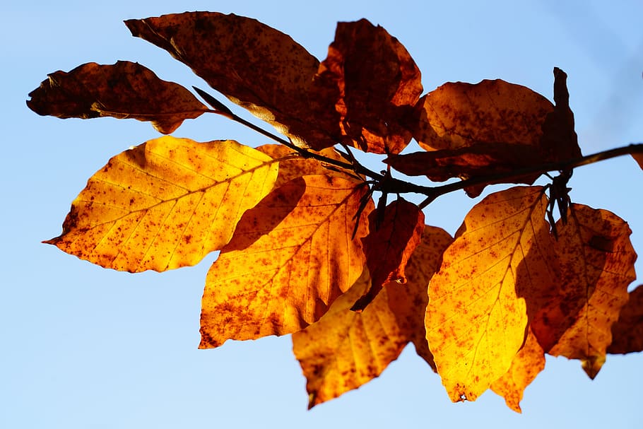 beech leaves, branch, tree, autumn, fall foliage, fall color, HD wallpaper