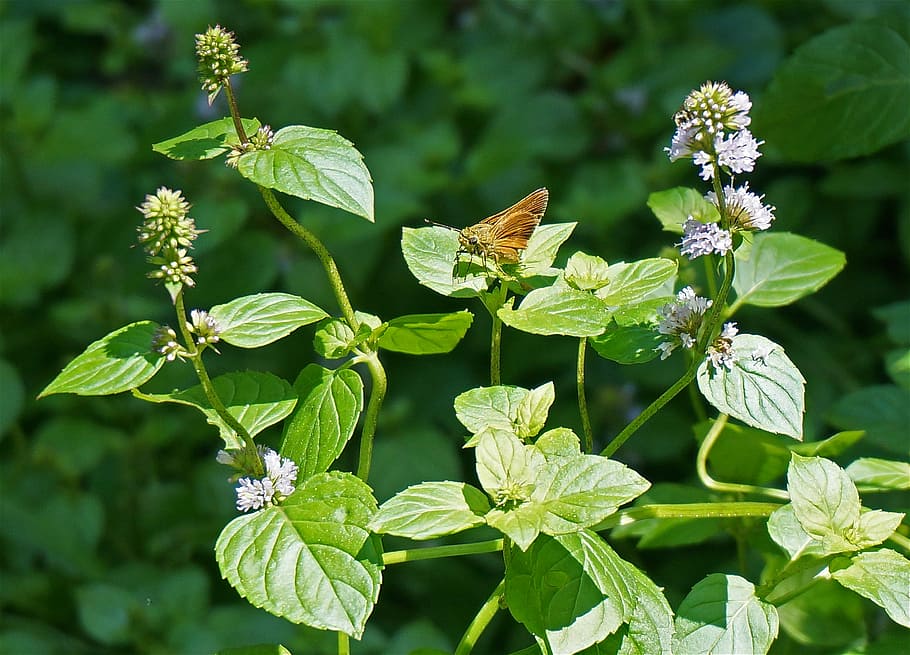 Dun Skipper, Skipper, Butterfly, Insect, plant, mint, flower HD wallpaper