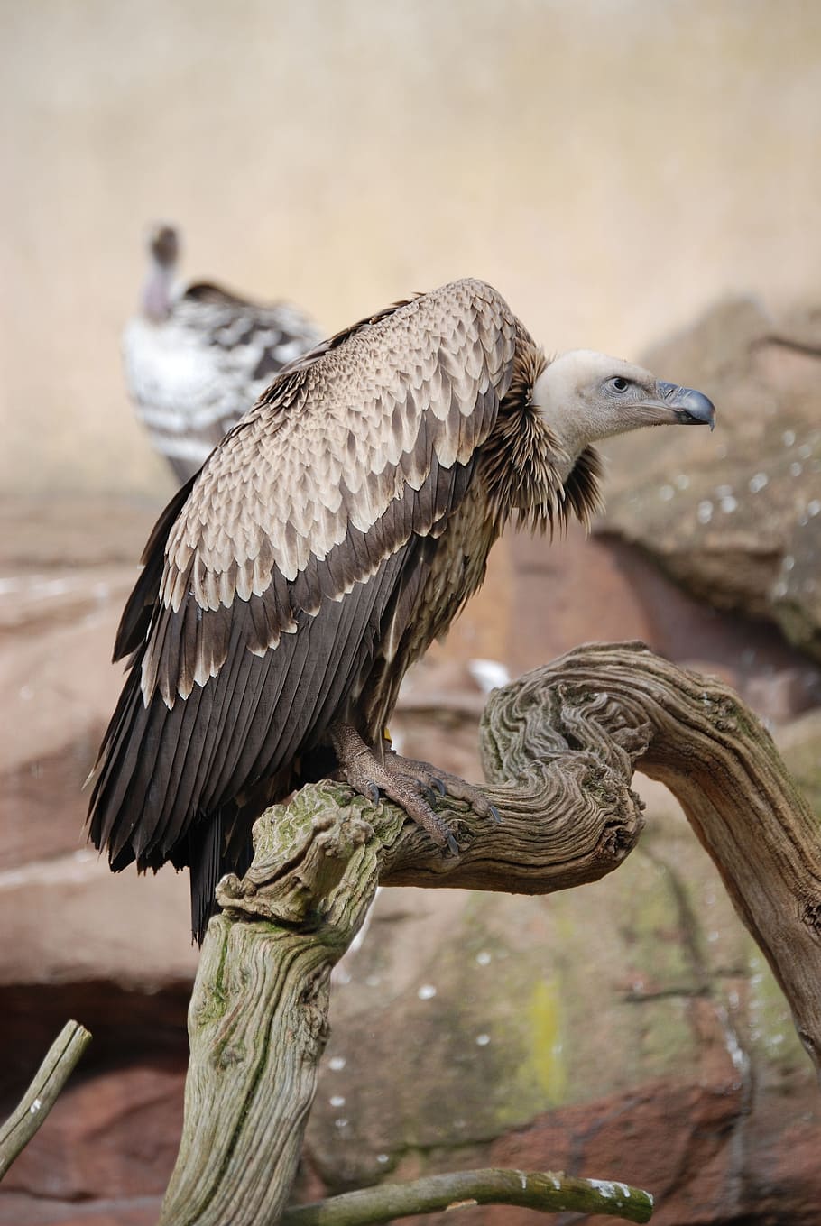 wildlife photography of vulture on tree branch, Griffon Vulture