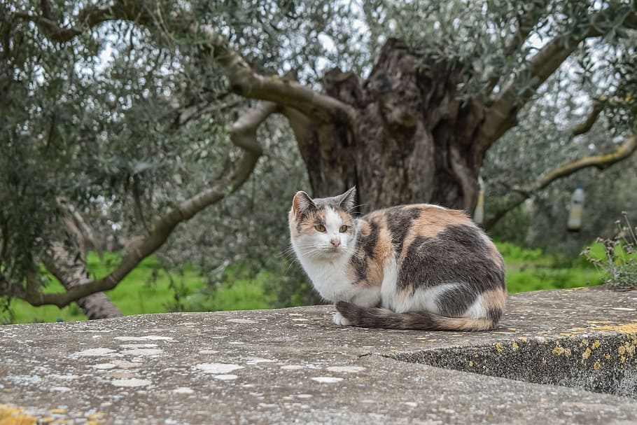 calico cat on concrete surface, stray, sitting, animal, cute HD wallpaper