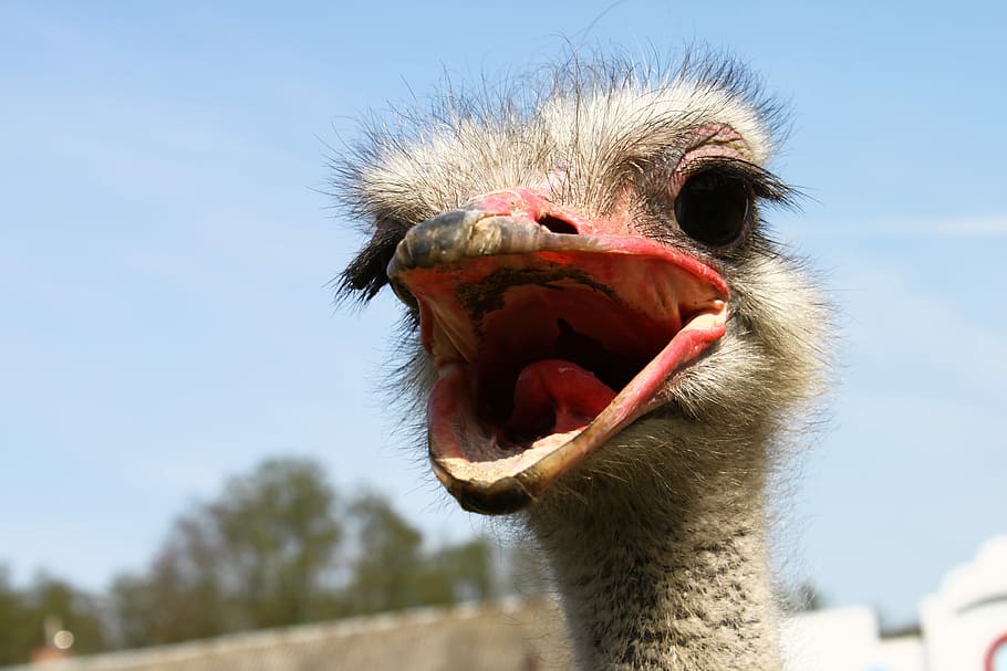 nature, portrait, animals, birds, ostrich czerwonoskóry, the head of the, HD wallpaper