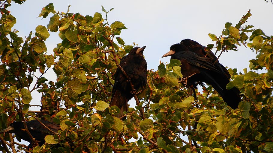 Ravens, Tree, Bird, black, animal wildlife, leaf, outdoors HD wallpaper