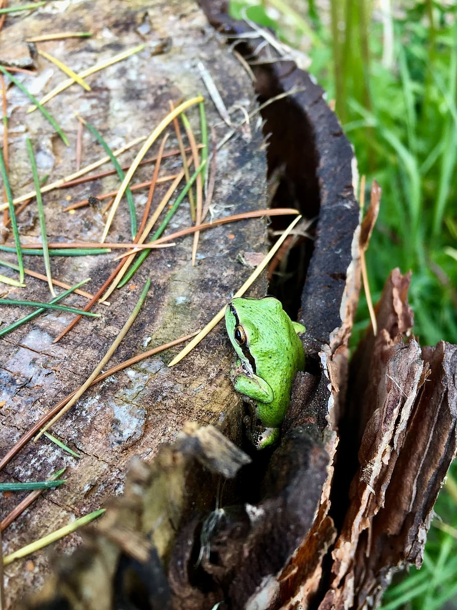Tree, Frog, Nature, green, one animal, animals in the wild HD wallpaper