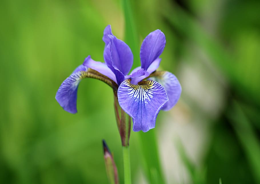 selective focus photo of purple iris flower, garden, spring HD wallpaper