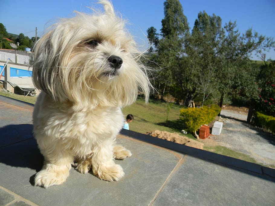 dog, posing, model, canine, one animal, pets, domestic, mammal HD wallpaper