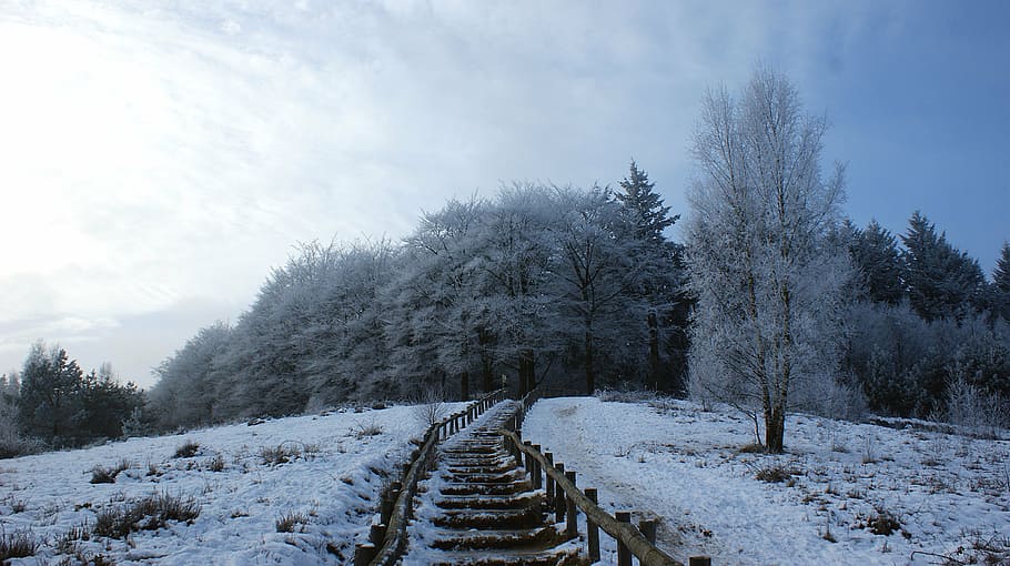 gray wooden fence near tree coated with snow, forest, trees HD wallpaper