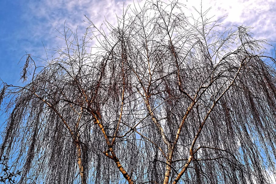 birch, winter, branches, aesthetic, blätterlos, tree, nature HD wallpaper