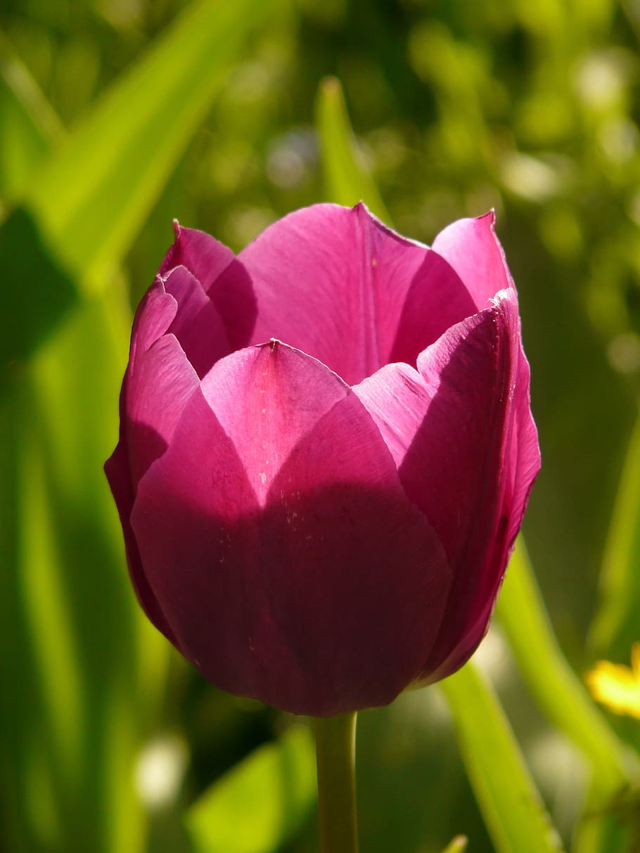 Tulip, Pink, Back Light, Beautiful, tulpenbluete, flowers, colorful HD wallpaper