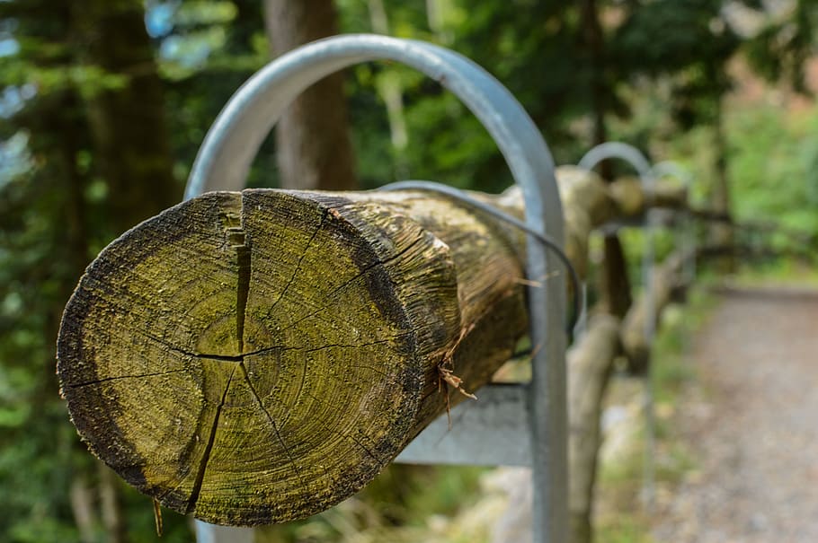 log, tribe, wood, tree, forest, nature, annual rings, bark HD wallpaper