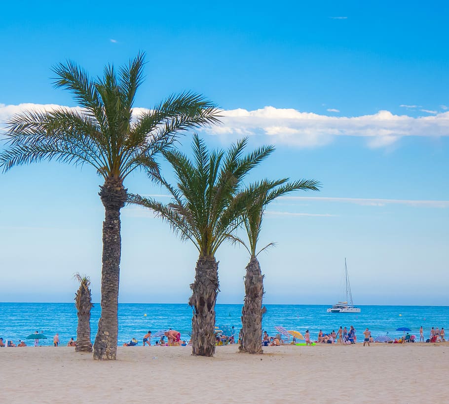 Beach, Palms, Sand, Holiday, Twilight, sky, exotic, tourism HD wallpaper