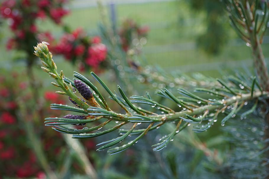 pine, branch, conifer, needles, green, wet, rain, drip, plant HD wallpaper