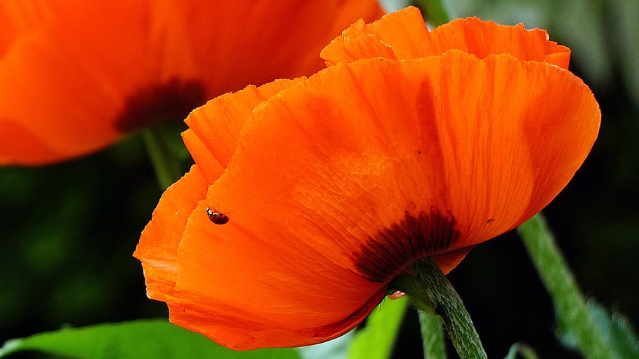 Poppy, Flower, Ladybug, red, red flower, bloom, poppy spring HD wallpaper