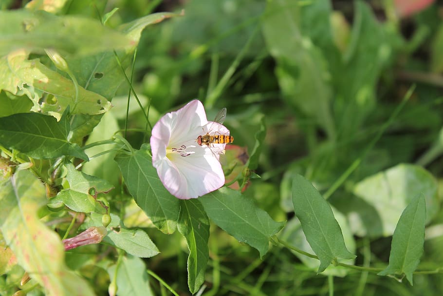 hoverfly, insect, flower, nature, green, spring, summer, plant HD wallpaper